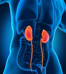Chronic kidney disease, also known as chronic renal failure, chronic renal disease, or chronic kidney failure, is much more widespread than people realize; Renal Disease Atcor