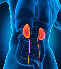 Early renal success refers to renal dysfunction, principally an acute azotemia, that is due to prerenal causes. Renal Disease Atcor