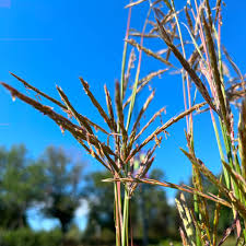 Image result for Andropogon lima