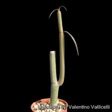 Image result for Ceropegia claviloba