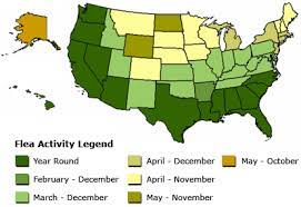 Flea Tick Season Is Here Downtown Dog Rescue