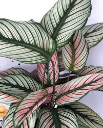 Calathea White Star Plants Pretty Plants Pinterest Plant