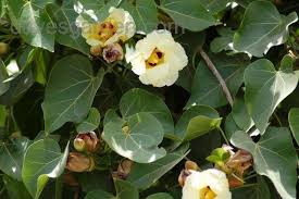 Image result for Thespesia