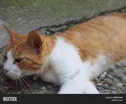 White front legs, orange back legs, yellow eyes. Orange White Tabby Cat Image Photo Free Trial Bigstock