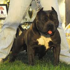 Tiger Stripe Black And Brown Pitbull American Bullies And Razors Edge Pitbulls