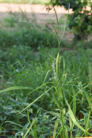 Image result for Acrachne