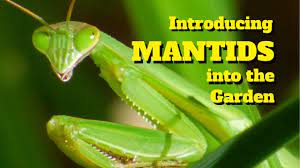 Female mantises lay their eggs in the fall, and the eggs survive the winter on their own. Introduce Mantids Into The Garden For Pest Control Youtube
