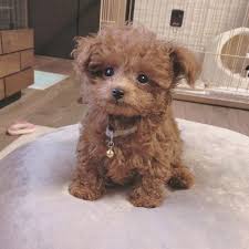Small Dogs For Sale Small Dog Breeds For Sale Vip Puppies Small Dogs For Sale Small Dog Breeds Dog Breeds