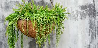Las plantas son muy importantes en la decoración de interiores. Decoracion Con Plantas Colgantes Dossier De Arquitectura