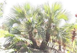 Les Plantes Medicinales Du Sahara Les Bienfaits Du Palmier Doum D Egypte Palmier Nain Plante Medicinale Palmier