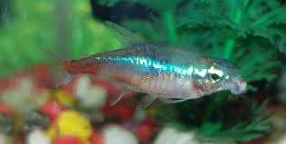 Any of numerous species of small south american freshwater fish of the family characidae, popular in home aquariums. 11 12 Neon Disease