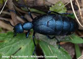 There are several dark spots in the yellow area. Black Beetles Identification With Pictures Of These Bugs