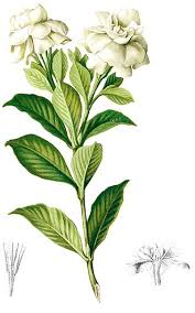Image result for Gardenia brachythamnus
