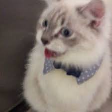 We Just Love That Mysterious And Magical Dark Passage Percy Is Hiding Inside Song He Is Cat Day Cats Funny Cat Videos