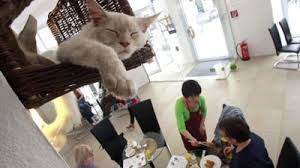Două surori din bucurești, iubitoare de pisici, au deschis acum câteva luni o cafenea de unde puteți adopta o pisică sau unde. Prima Cafenea Cu Pisici Deschisa In Europa Galerie Foto Mobile