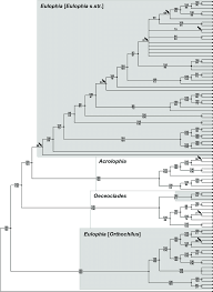 Image result for Habenaria gonatosiphon