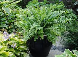 Image result for Nephrolepis biserrata