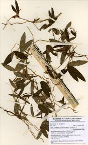 Image result for Macrotyloma stenophyllum