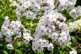 You may know this plant by any of a number of other common names like louisiana phlox, wild blue phlox and wild sweet william. Phlox How To Plant Grow And Care For Phlox Flowers The Old Farmer S Almanac