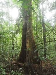 Image result for Magnistipula sapinii