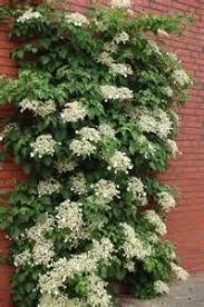 That means these plants are deciduous (meaning the plants drop the leaves in the winter). Bing Images Climbing Hydrangea Vine Climbing Hydrangea Hydrangea Garden