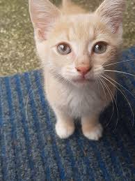 Does anyone know someone who does cat or kitten rescue in the Horowhenua  area?