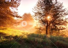 Beautiful sunrise in springtime forest Royalty-Free Stock Image -  Storyblocks