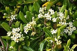 Image result for Pittosporum abyssinicum