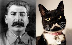 Meet Meowseph Stalin, the power-mad cat that looks like one of the most  murderous dictators in history