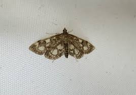 Image result for Nicolasia coronata