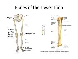 The tibia (also called the shinbone) is located near the midline of the leg. Anatomy Of The Lower Limb Ppt Download