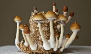 This video was created for workers in the youth, alcohol and other drug sector (not for general distribution). Psychedelic Shrooms Officially Labelled As The Safest Recreational Drug