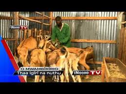 Urimi wa ng'ombe ikinu, kiambu (part 1). Mugambo Wa Murimi By Inooro Tv