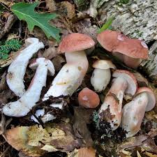 Image result for Boletus separans