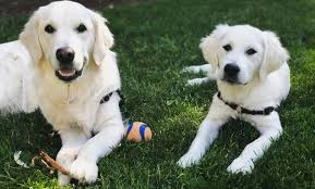 Our puppies come with complete registration, vet checked, feeding menu and a handbook. English Cream Golden Retriever South Carolina Usa Cute Doggies And Puppies Free Images