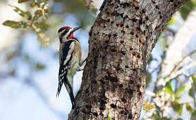 Males have distinctive black hood with yellow face; Holes And Weeping Trees What S Up With The Yellow Bellied Sapsucker