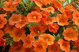 Orange Petunias Petunia Flower Petunias Flowers