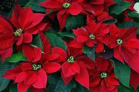January Gardening Checklist Roger S Gardens Beautiful Flowers Christmas Flowers Poinsettia Flower