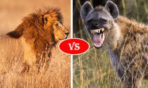The gorilla, this iconic creature will be consider the most powerful animal on this. African Lion Vs Hyena Fight Comparison Who Will Win