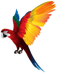 Parrot Png Transparent Clip Art Image Photo Background Images Blurred Background Photography Light Background Images