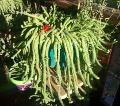 45 Peanut Cactus Babies Starters Echinopsis Chamaecereus Mother Plant Cactus Plants