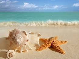Coquillage Fond Ecran Plage Plage Sable Etoile De Mer