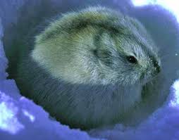 Google Image Result For Http 3 Bp Blogspot Com Ivw1ax6i5rm Tcvvpqimuqi Aaaaaaaaaes 7xg67n25 Ky S1600 Lemming Jpeg Animals Arctic Animals Cute Animals