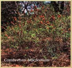 Image result for Combretum bracteosum