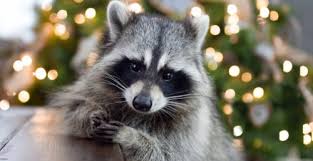 Third, they fly all night. 51 Animals That Are Illegal To Own As Pets In Washington State Curated