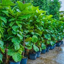 Image result for Ficus variifolia