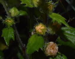 Image result for Alectra sessiliflora