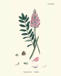 Image result for Crotalaria onobrychis