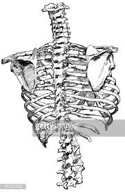 The rib cage is made up of 12 pairs of ribs, 12 thoracic vertebrae, and the sternum. Skeleton Spinal Cord Scapula And Ribs Posterior View Clipart Images