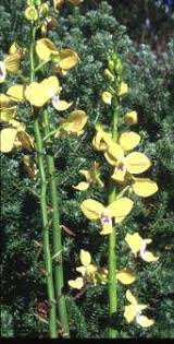Image result for Eulophia horsfallii
